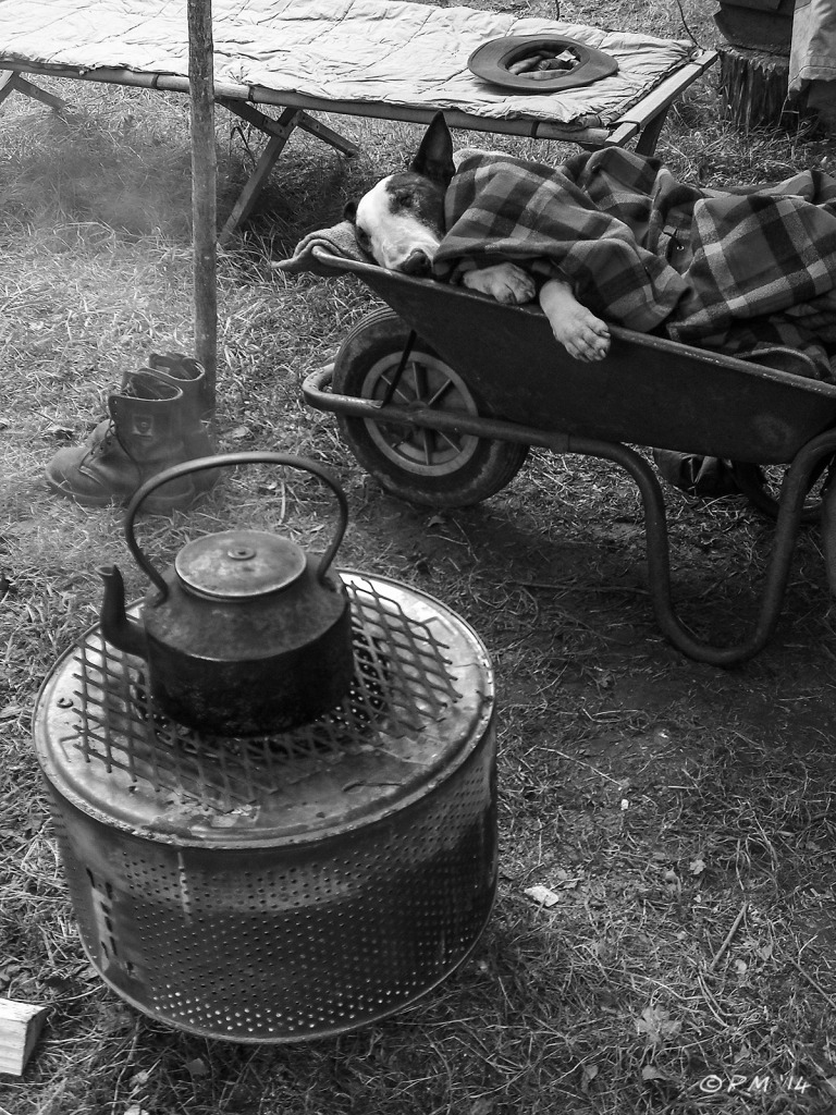 Wildwood charcoal Charlie English Bull Terrier sleeping in wheelbarrow by kettle on fire 7/8/09