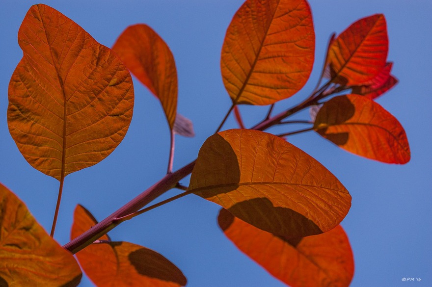 Dark orange coloured leaves on a branch against blue sky. abstract colour landscape. Hove East Sussex UK. P.Maton 2014 eyeteeth.net