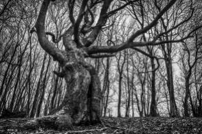 Beech tree with writhing branches resembling a humanoid form looming over viewer surrounded by trees and reaching to the sky. H. P. Lovecraft's Shub-Niggurath . Chanctonbury Ring Hill, West Sussex UK. Monochrome Landscape. © P. Maton 2015 eyeteeth.net