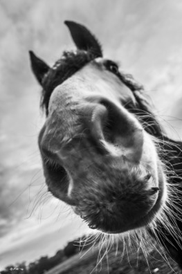 Horse nose close up with whiskers, eye and ears against cloudy sky, Cob. Silchester, Berkshire UK. Monochrome Portrait. © P. Maton 2014 eyeteeth.net