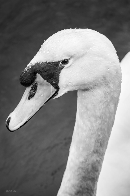 Mute Swan close up at Cuckmere Haven East Sussex UK. Monochrome Portrait. © P. Maton 2015 eyeteeth.net