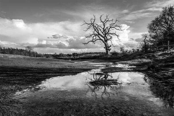 dead Oak tree with reflection in flood water with lanon dscape and raincoats in sky. Hitchcopse Pit, Oxfordshire UK. dramatic rural British landscspe. Copyright protection. P. Maton 2016 eyeteeth.net