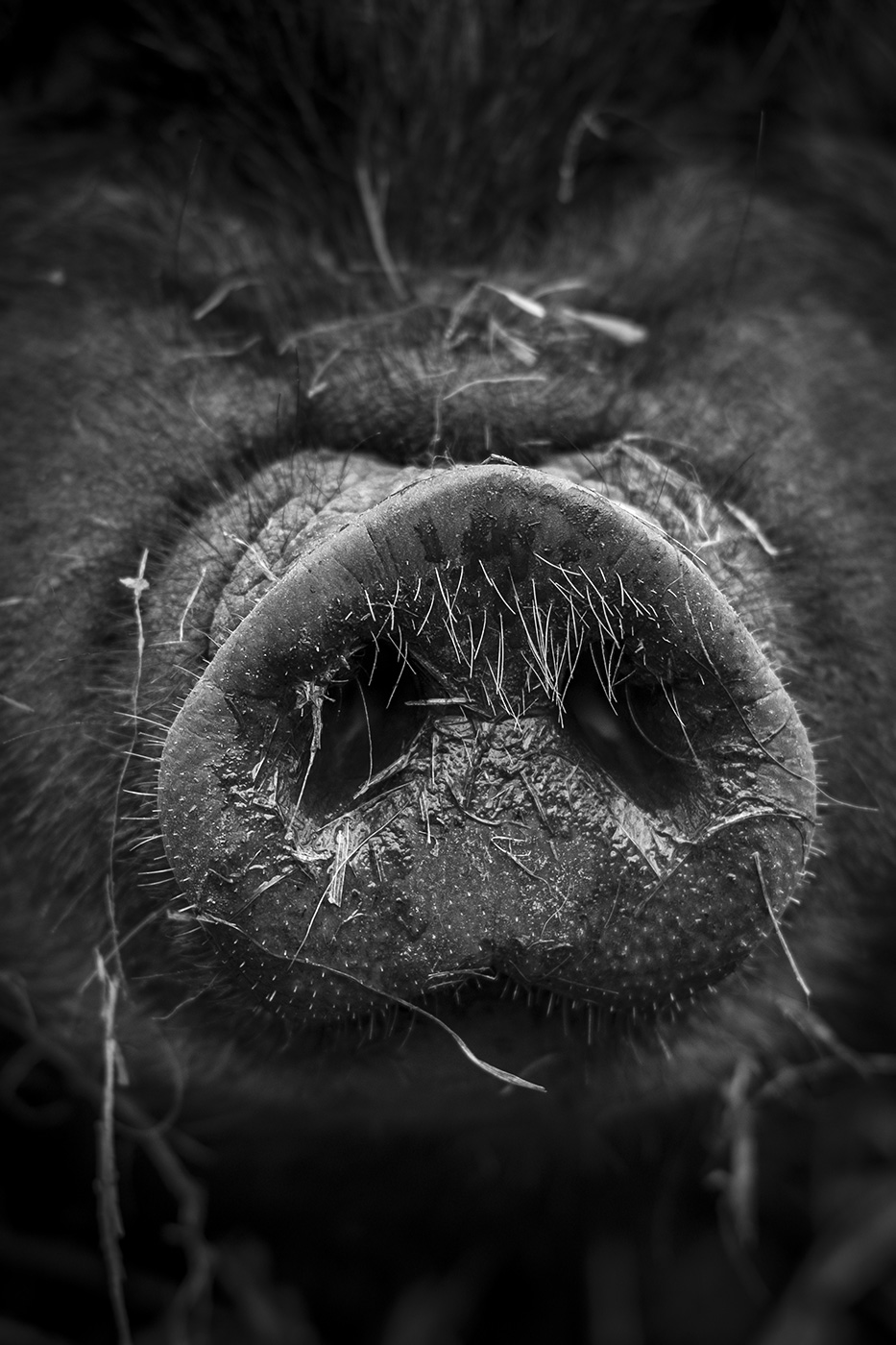 Whiskery pig snout closeup, black and white rural farm photograph, West Sussex UK © P. Maton 2018 eyeteeth.net