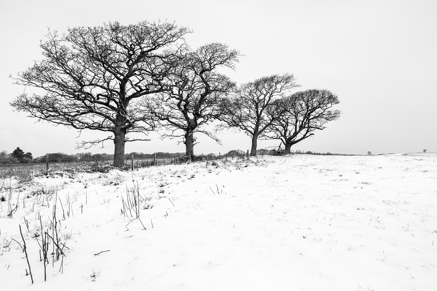Snow scene with four Oak trees along fence line at edge of field leading lines into distance, Poynings West Sussex UK black and white rural landscape photograph © P. Maton 2018 eyeteeth.net