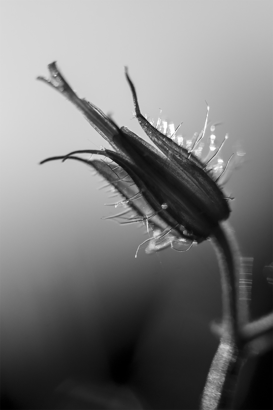 Herb Robert flower bud backlit by sunlight macro closeup monochrome black and white portrait photograph ©P. Maton eyeteeth.net