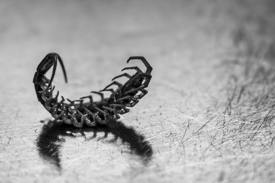 Dead Brown Centipede Lithobius forficatus curled on its back on scratched steel surface, black and white monochrome macro photograph © 2018 P. Maton eyeteeth.net