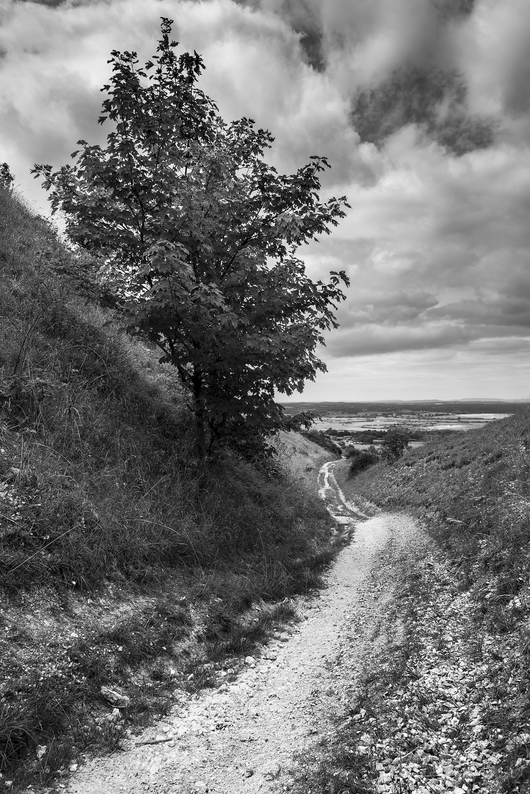 Chalk path with backed sides leading down hill with cloudy sky, tree and view west over s