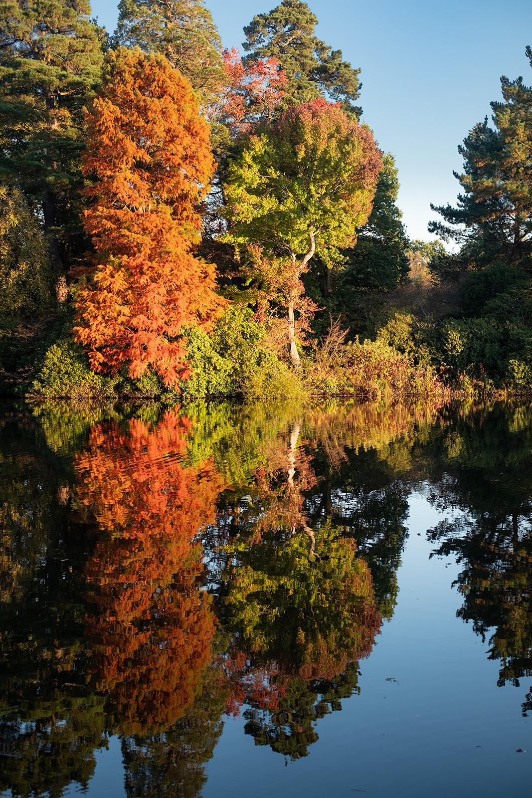 Orange, red, yellow and green autumn trees illuminated by sunlight and reflected in water Sheffield Park East Sussex UK Colour portrait nature photograph © P. Maton 2018