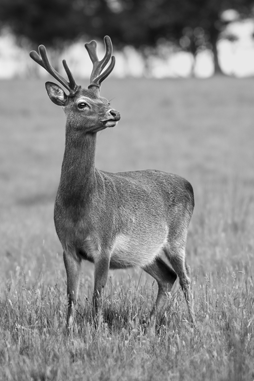 Fallow deer stag with green antlers standing in meadow grass, rural monochrome portrait Woodmancote West Sussex UK ©P. Maton 2019 eyeteeth.net